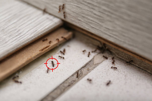 Best Mosquito Control Services  in Monroe, MI
